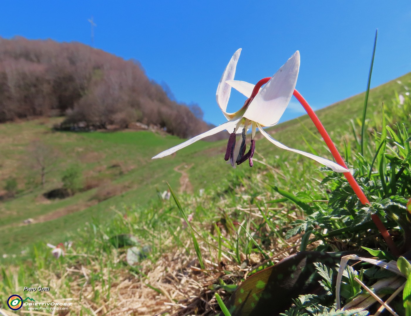 41 Erythronium dens-canis (Dente di cane) con vista sulla cima del Canto Alto.JPG